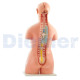 Alquiler Maniqui Torso 40 Partes Clasic con Espalda Abierta